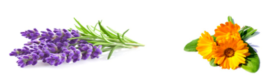 bild-ringelblume-und-lavendel.png